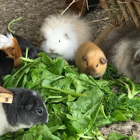 펜션 Reetdachhaus 4, Inkl 2 Parkplaetze *