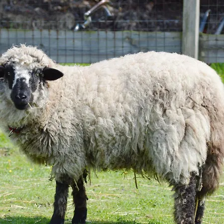 Reetdachhaus 4, Inkl 2 Parkplaetze 펜션 *