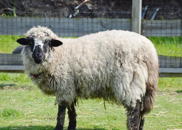 Reetdachhaus 4, Inkl 2 Parkplaetze Casa vacanze *